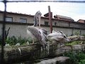 DSC07778
