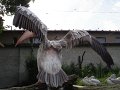 DSC07779
