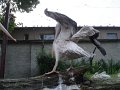 DSC07781