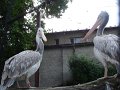 DSC07782