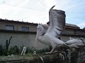 DSC07785